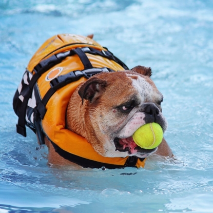 1st Annual Puppy Penguin Swim and Yappy Hour